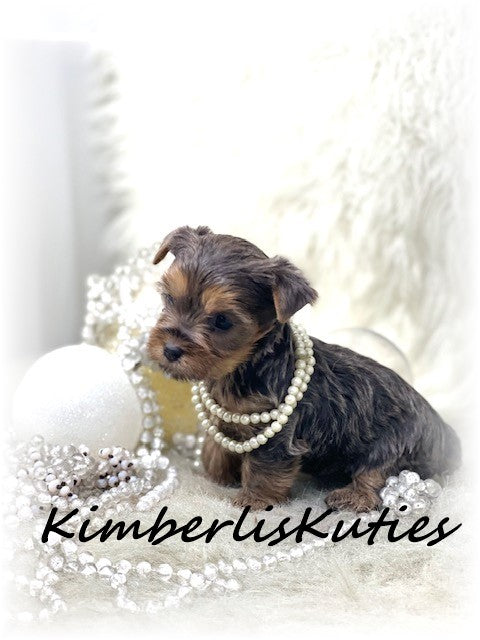 BLUE Yorkshire Terrier ~ Female, Kaylee