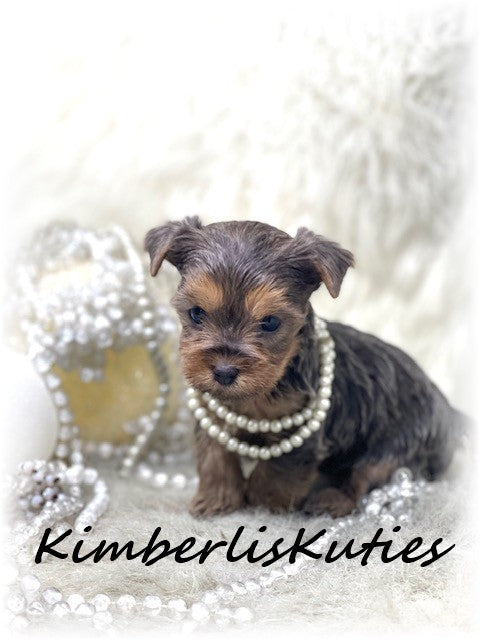 BLUE Yorkshire Terrier ~ Female, Kaylee