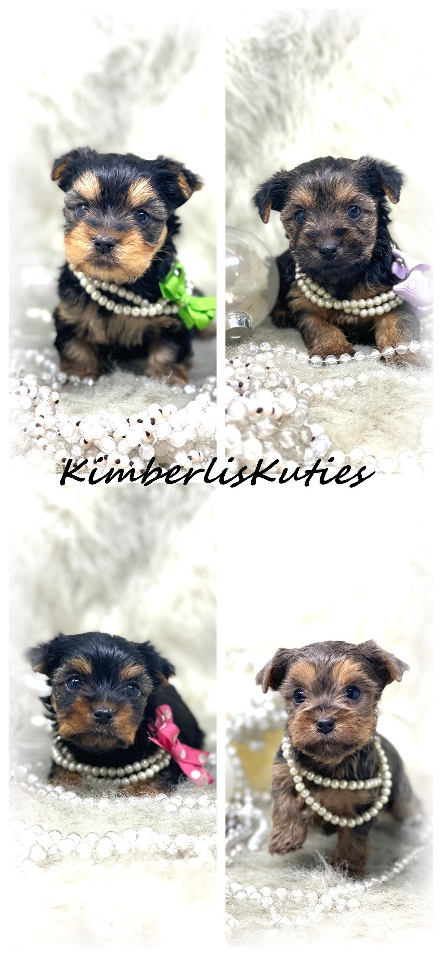 BLUE Yorkshire Terrier ~ Female, Kaylee