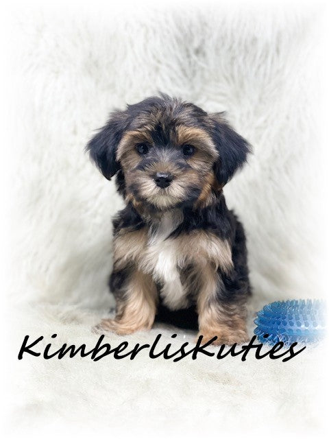 MORKIE (Maltese/Yorkshire Terrier) Male, Brody