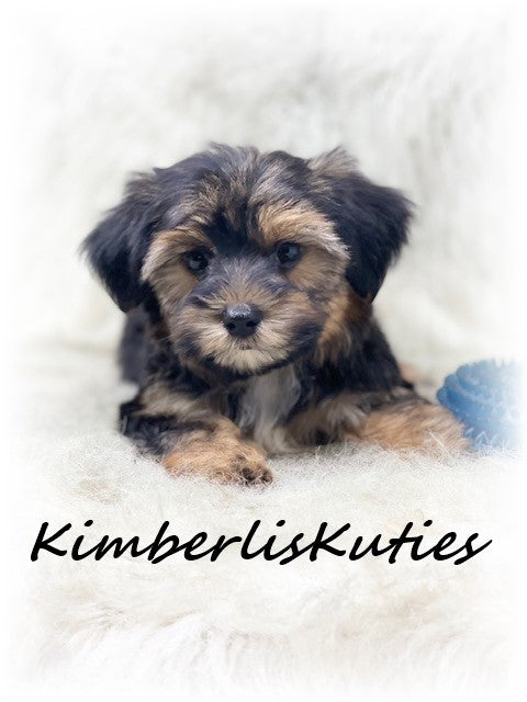 MORKIE (Maltese/Yorkshire Terrier) Male, Brody