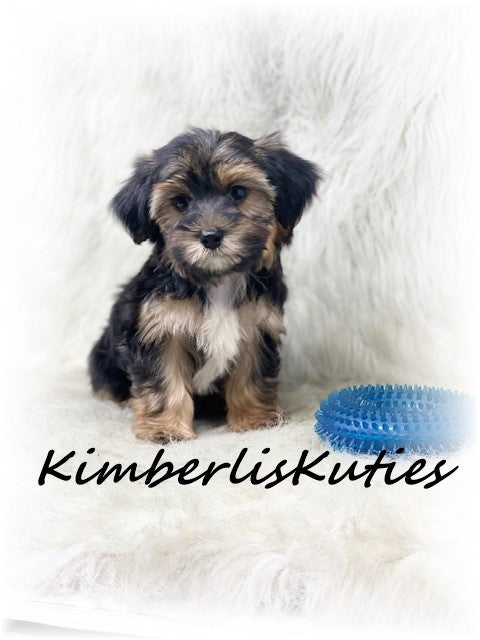 MORKIE (Maltese/Yorkshire Terrier) Male, Brody