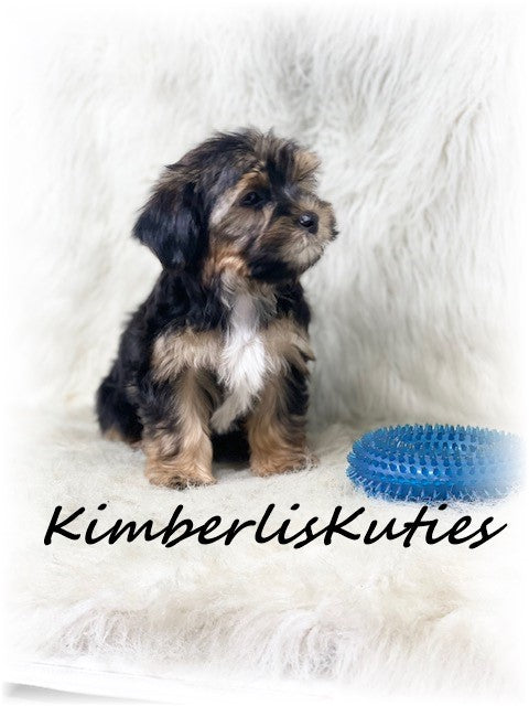 MORKIE (Maltese/Yorkshire Terrier) Male, Brody