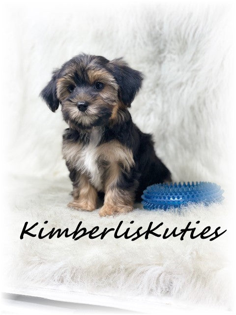 MORKIE (Maltese/Yorkshire Terrier) Male, Brody