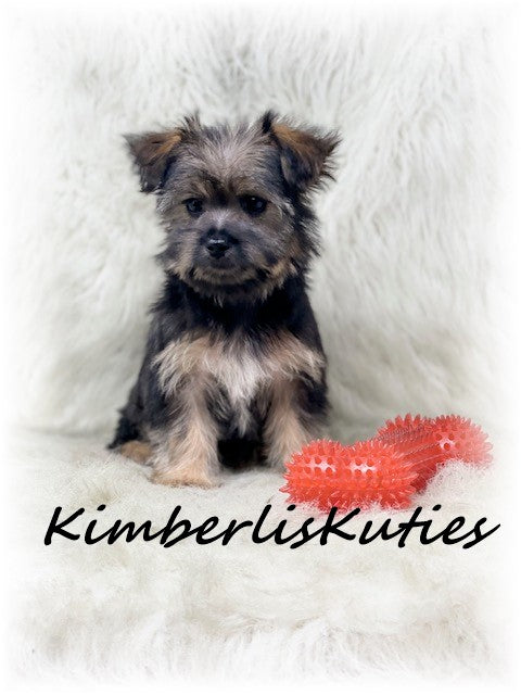 MORKIE (Maltese/Yorkshire Terrier) Male, Braxton