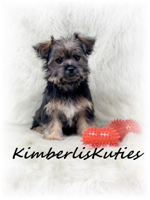 MORKIE (Maltese/Yorkshire Terrier) Male, Braxton