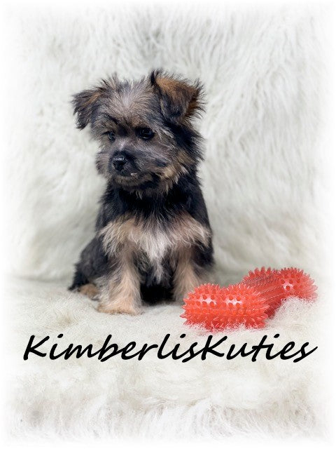 MORKIE (Maltese/Yorkshire Terrier) Male, Braxton