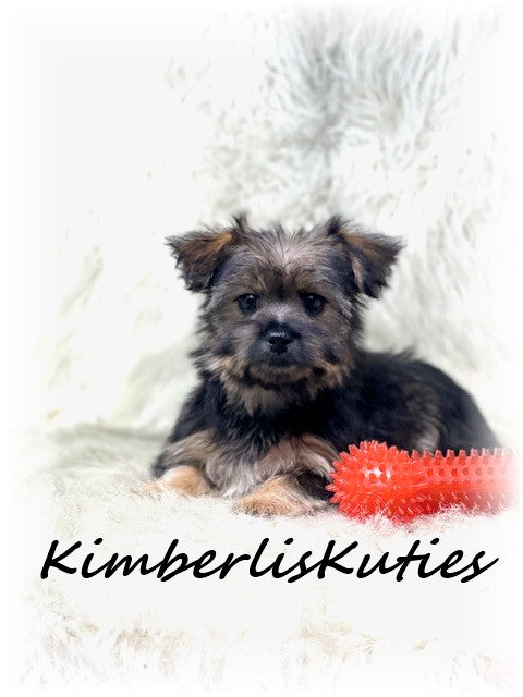 MORKIE (Maltese/Yorkshire Terrier) Male, Braxton