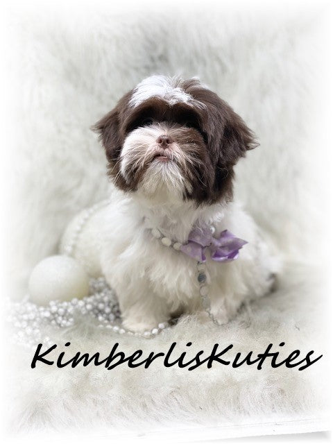 SHORKIE (Shih Tzu/ Yorkshire Terrier) Female, Hayley