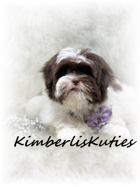 SHORKIE (Shih Tzu/ Yorkshire Terrier) Female, Hayley