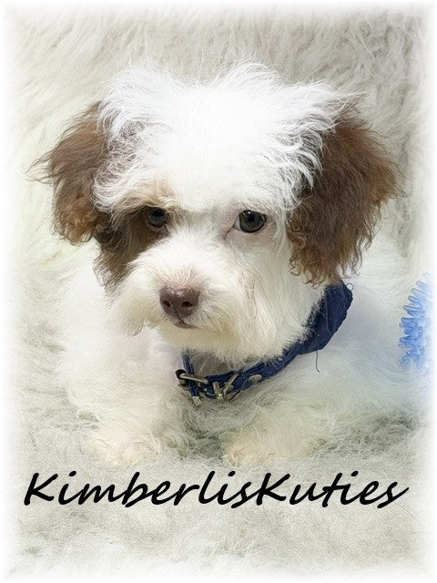 YORKIE POO (Yorkshire Terrier/Toy Poodle) Male, Milo