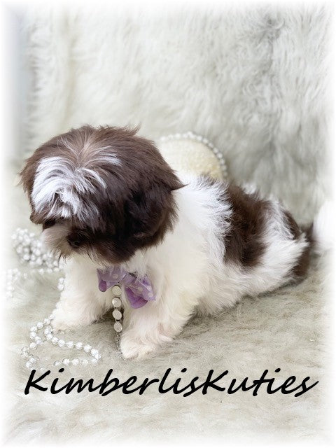 SHORKIE (Shih Tzu/ Yorkshire Terrier) Female, Hayley