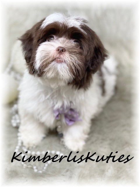 SHORKIE (Shih Tzu/ Yorkshire Terrier) Female, Hayley