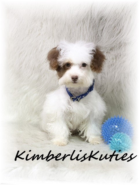 YORKIE POO (Yorkshire Terrier/Toy Poodle) Male, Milo