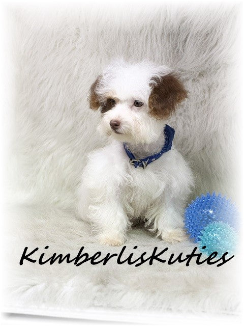 YORKIE POO (Yorkshire Terrier/Toy Poodle) Male, Milo