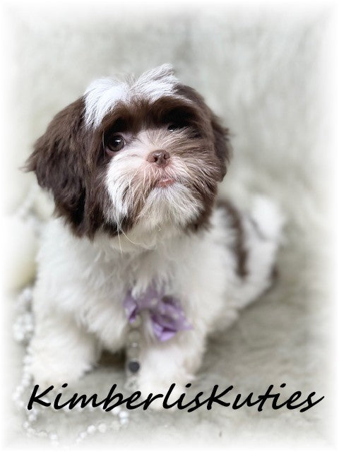 SHORKIE (Shih Tzu/ Yorkshire Terrier) Female, Hayley