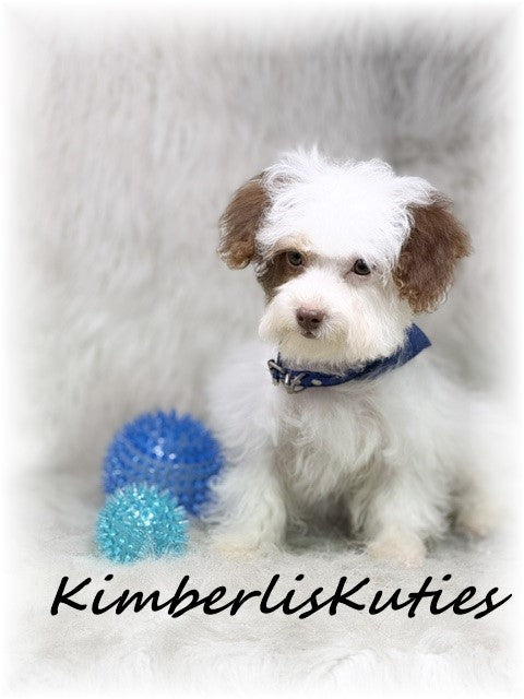 YORKIE POO (Yorkshire Terrier/Toy Poodle) Male, Milo