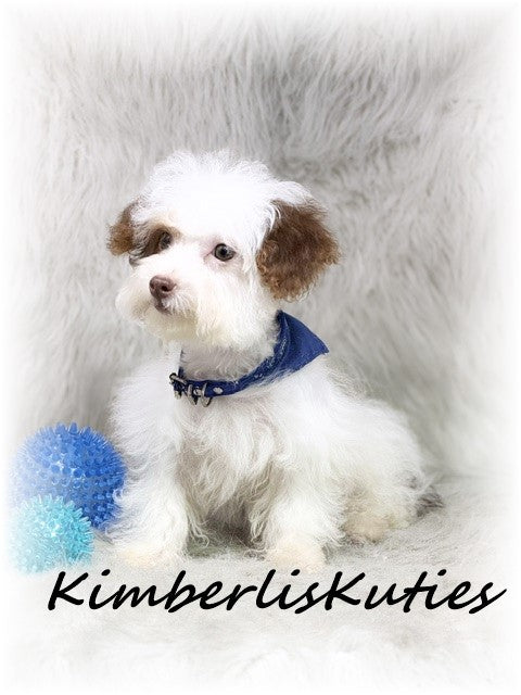YORKIE POO (Yorkshire Terrier/Toy Poodle) Male, Milo