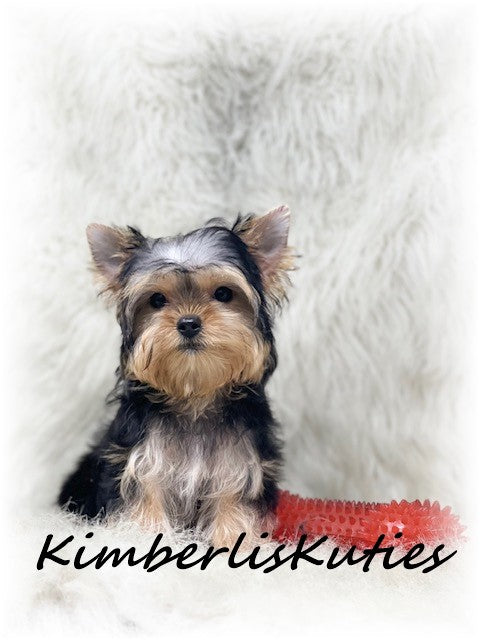 TRADITIONAL Yorkshire Terrier ~ Male, Sterling