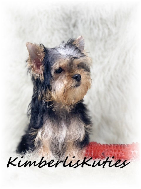 TRADITIONAL Yorkshire Terrier ~ Male, Sterling