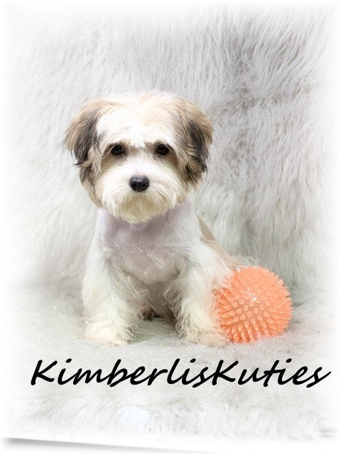 MORKIE (Maltese/ Yorkshire Terrier) Male, Nemo