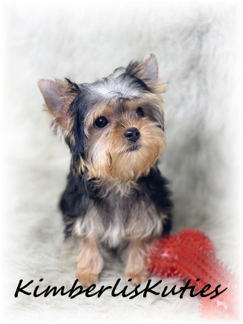TRADITIONAL Yorkshire Terrier ~ Male, Sterling