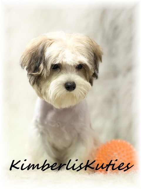 MORKIE (Maltese/ Yorkshire Terrier) Male, Nemo