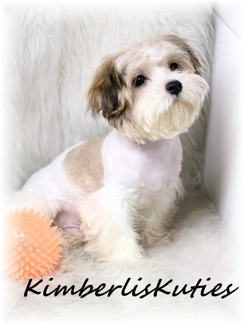 MORKIE (Maltese/ Yorkshire Terrier) Male, Nemo
