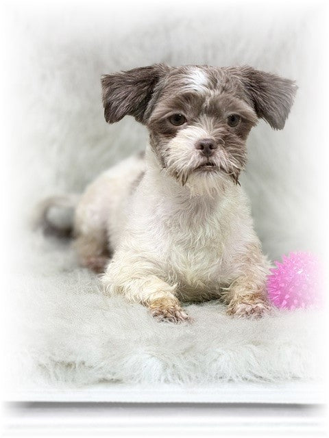 SHORKIE (Shih Tzu/ Yorkshire Terrier) Female, Hayley