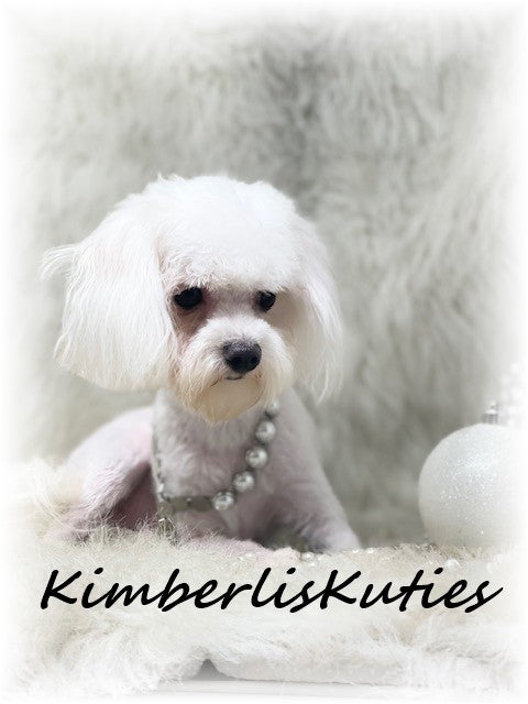 MALTESE Female, Hayes