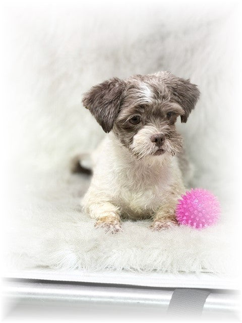 SHORKIE (Shih Tzu/ Yorkshire Terrier) Female, Hayley