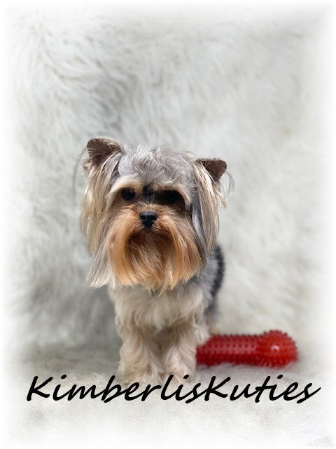 TRADITIONAL  Yorkshire Terrier ~ Male, Phoenix 3lbs. 8oz. 1yr old