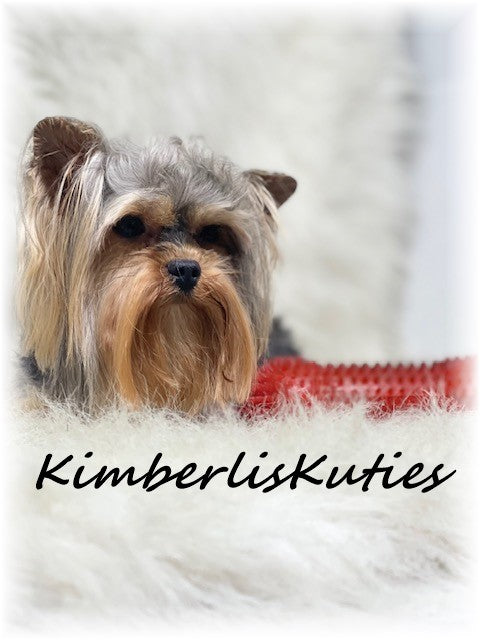 TRADITIONAL  Yorkshire Terrier ~ Male, Phoenix 3lbs. 8oz. 1yr old