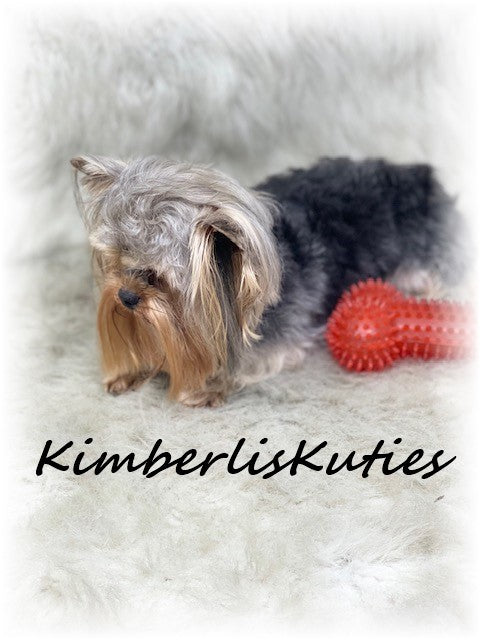 TRADITIONAL  Yorkshire Terrier ~ Male, Phoenix 3lbs. 8oz. 1yr old