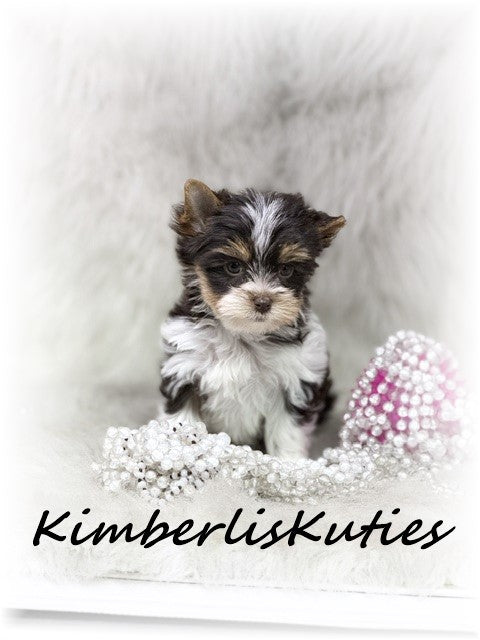 CHOCOLATE PARTI Yorkshire Terrier ~ Female, Pixie
