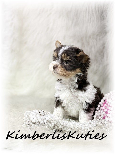 CHOCOLATE PARTI Yorkshire Terrier ~ Female, Pixie