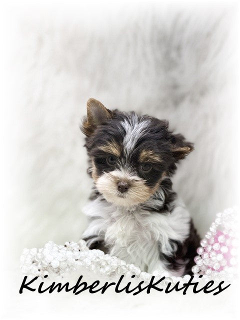 CHOCOLATE PARTI Yorkshire Terrier ~ Female, Pixie