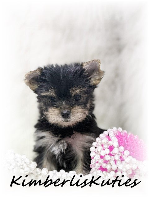 TRADITIONAL Yorkshire Terrier ~ Female, Poppy