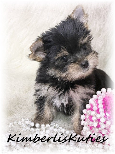 TRADITIONAL Yorkshire Terrier ~ Female, Poppy