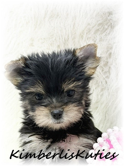 TRADITIONAL Yorkshire Terrier ~ Female, Poppy