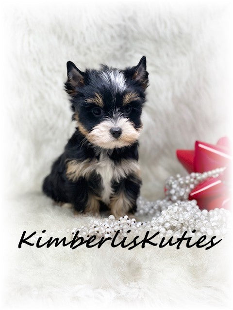 PARTI Yorkshire Terrier ~ Female, Sawyer