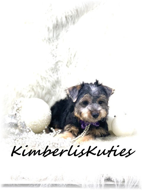 MORKIE (Maltese/Yorkshire Terrier) Female, Tiny Bella