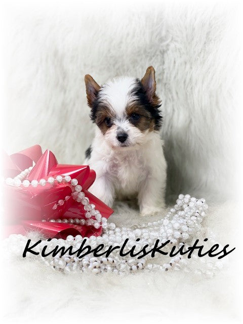 PARTI Yorkshire Terrier ~ Female, Blair