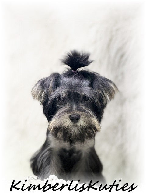 TRADITIONAL Black Yorkshire Terrier ~ Female, Brooklyn