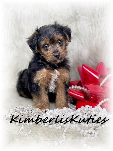 YORKIE POO (Yorkshire Terrier/Toy Poodle) Female, Little Blair