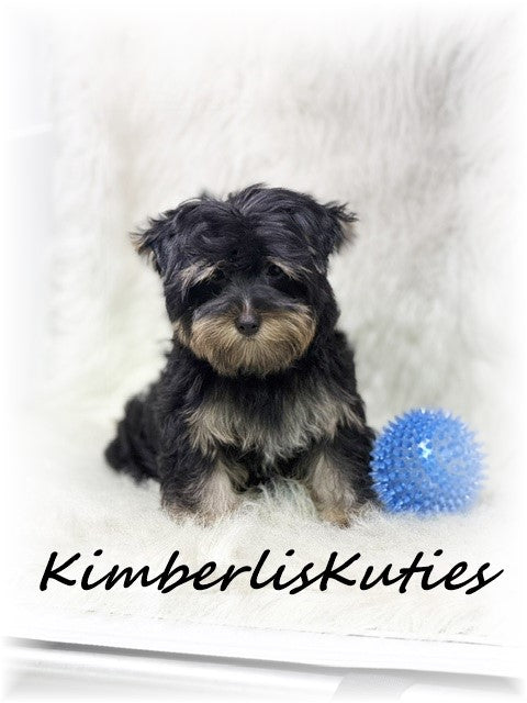 TRADITIONAL Yorkshire Terrier ~ Male, Kingston