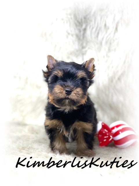 TRADITIONAL Yorkshire Terrier ~ Male, Stetson