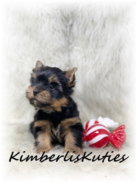 TRADITIONAL Yorkshire Terrier ~ Male, Stetson