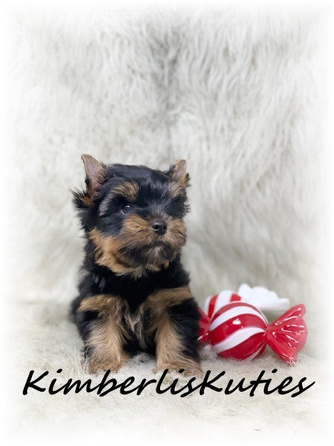 TRADITIONAL Yorkshire Terrier ~ Male, Stetson