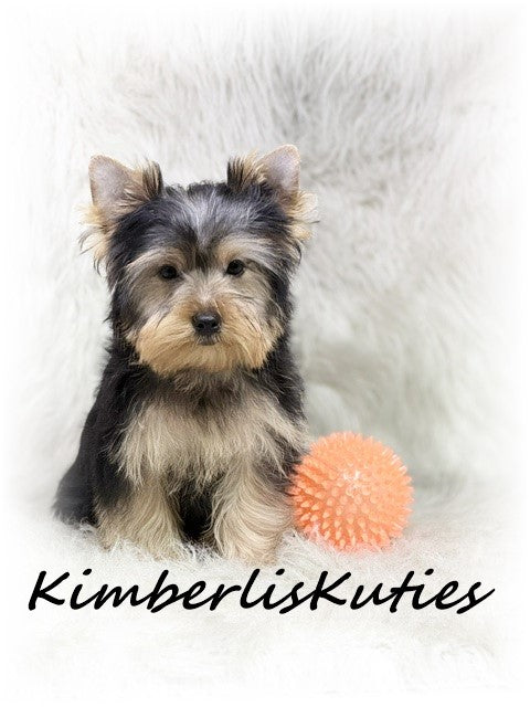 TRADITIONAL Yorkshire Terrier ~ Male, Koda